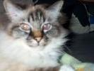 cat3