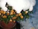flower with snow