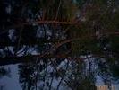 tree3