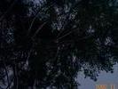 tree4