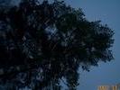 tree5