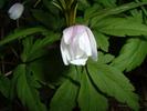 DSCF0054