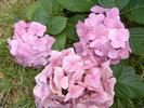 DSCF0020
