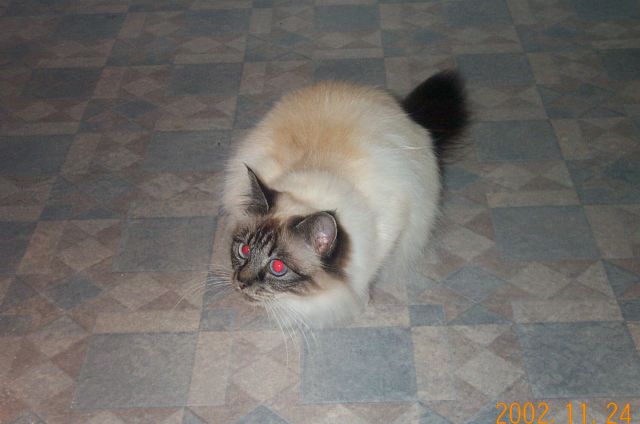 cat