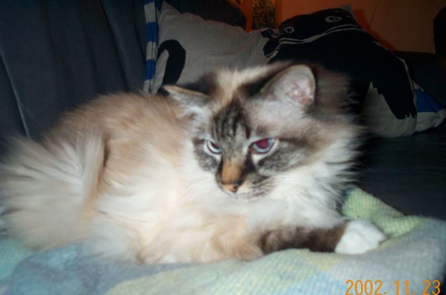 cat2