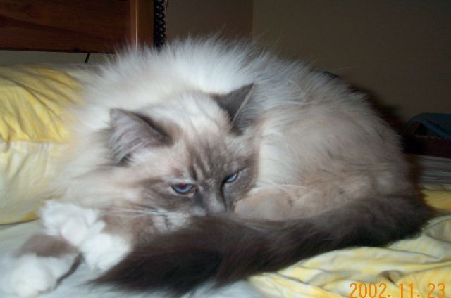 cat4