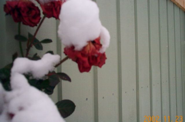 rose2