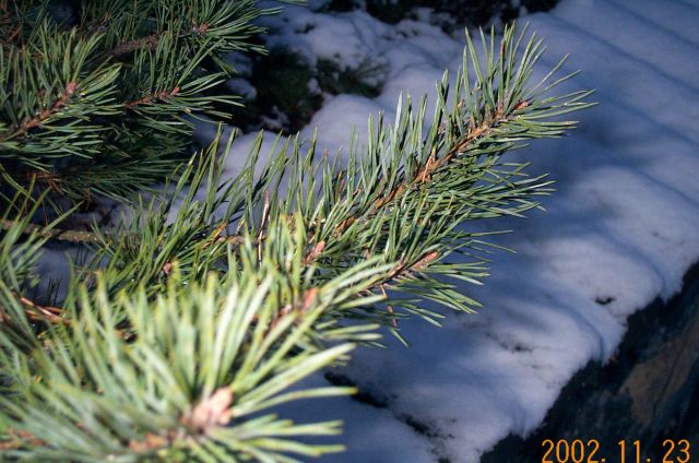 tree6