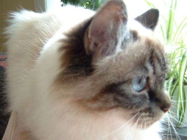 DSCF0006