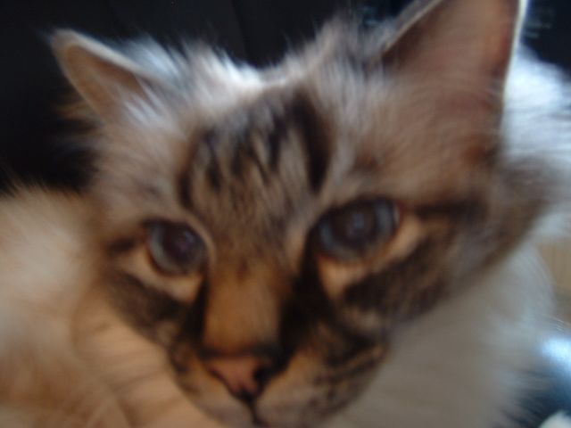 DSCF0011
