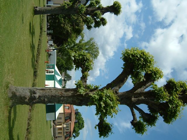 DSCF0003