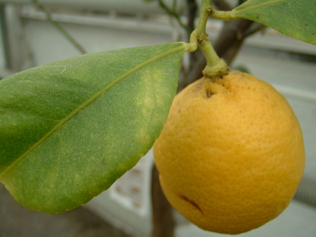 DSCF0003