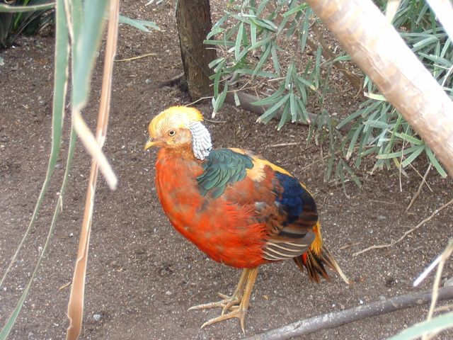 DSCF0017