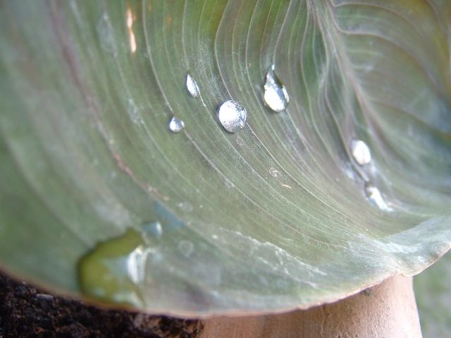 DSCF0002