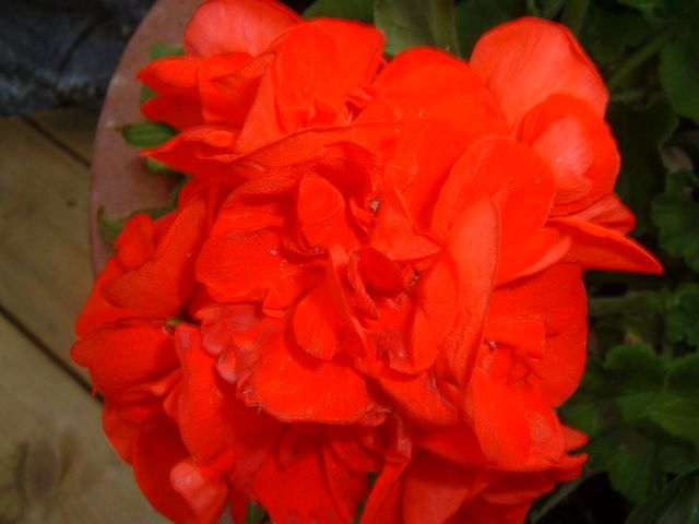 DSCF0019