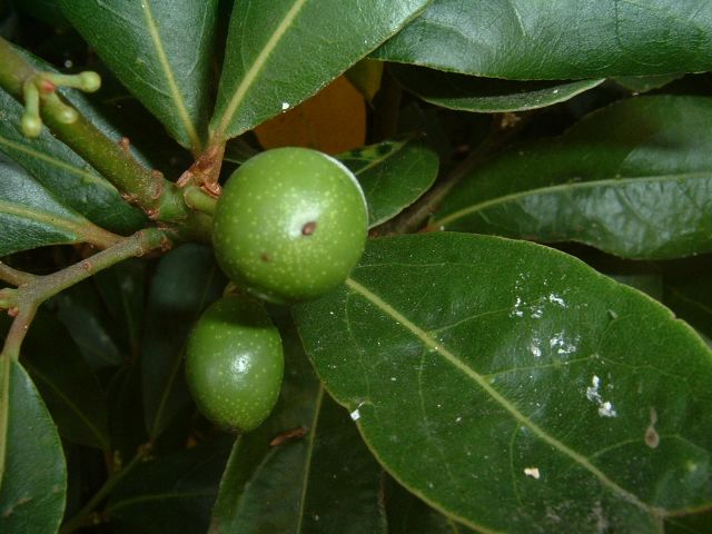 DSCF0025