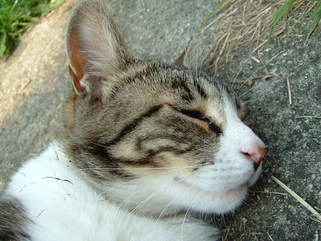 DSCF0036