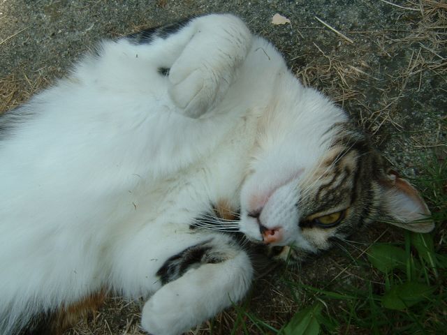 DSCF0039