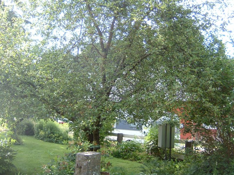 a tree