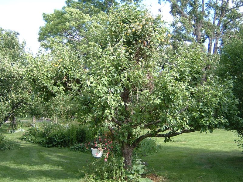another tree