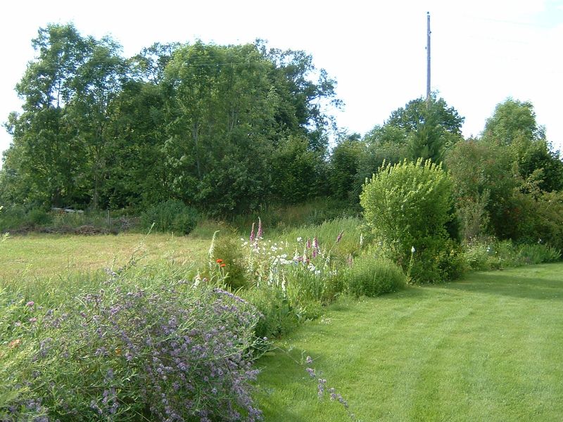backyard2