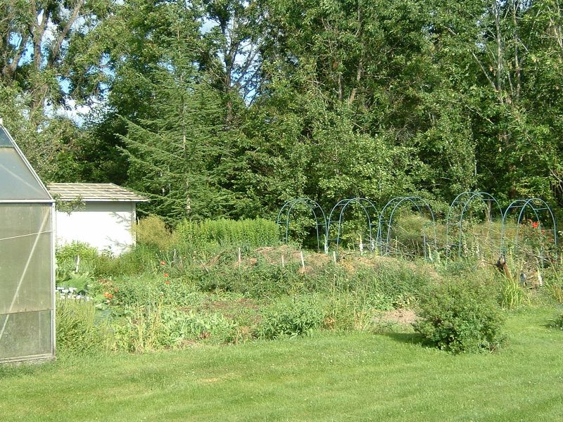 backyard3