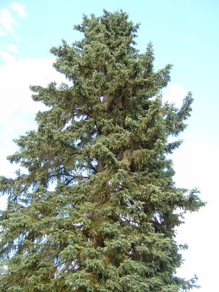 biiig tree2