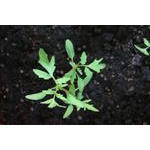 IMG_1959.JPG