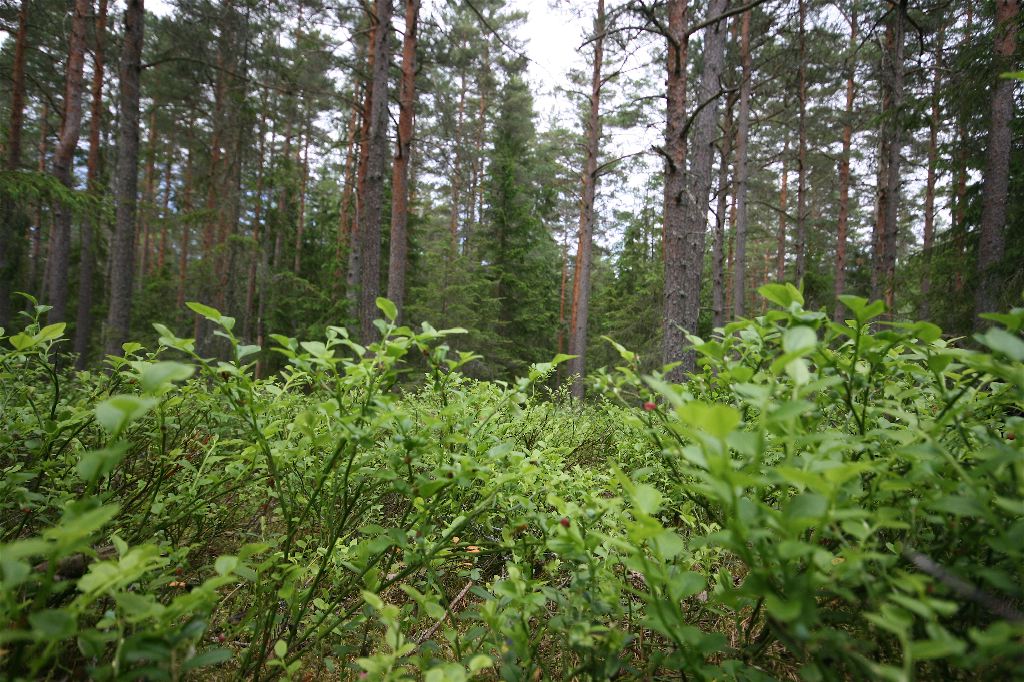 IMG_0055.JPG