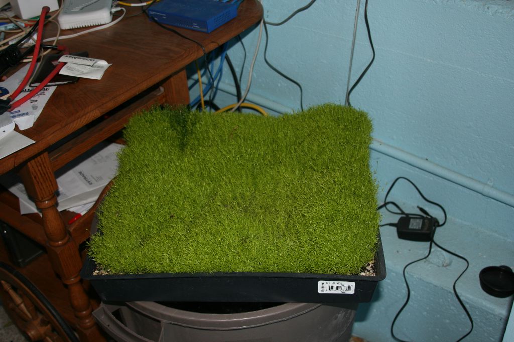 grass for the village.JPG
