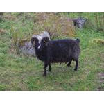 2012-05-17-Besök hos fåren